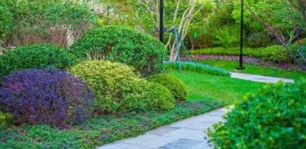 建筑维修|成都修树伐树树木移植 建筑维修|成都修树伐树树木移植